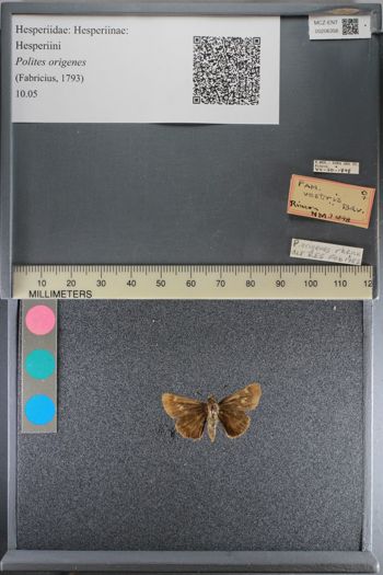 Media type: image;   Entomology 206356